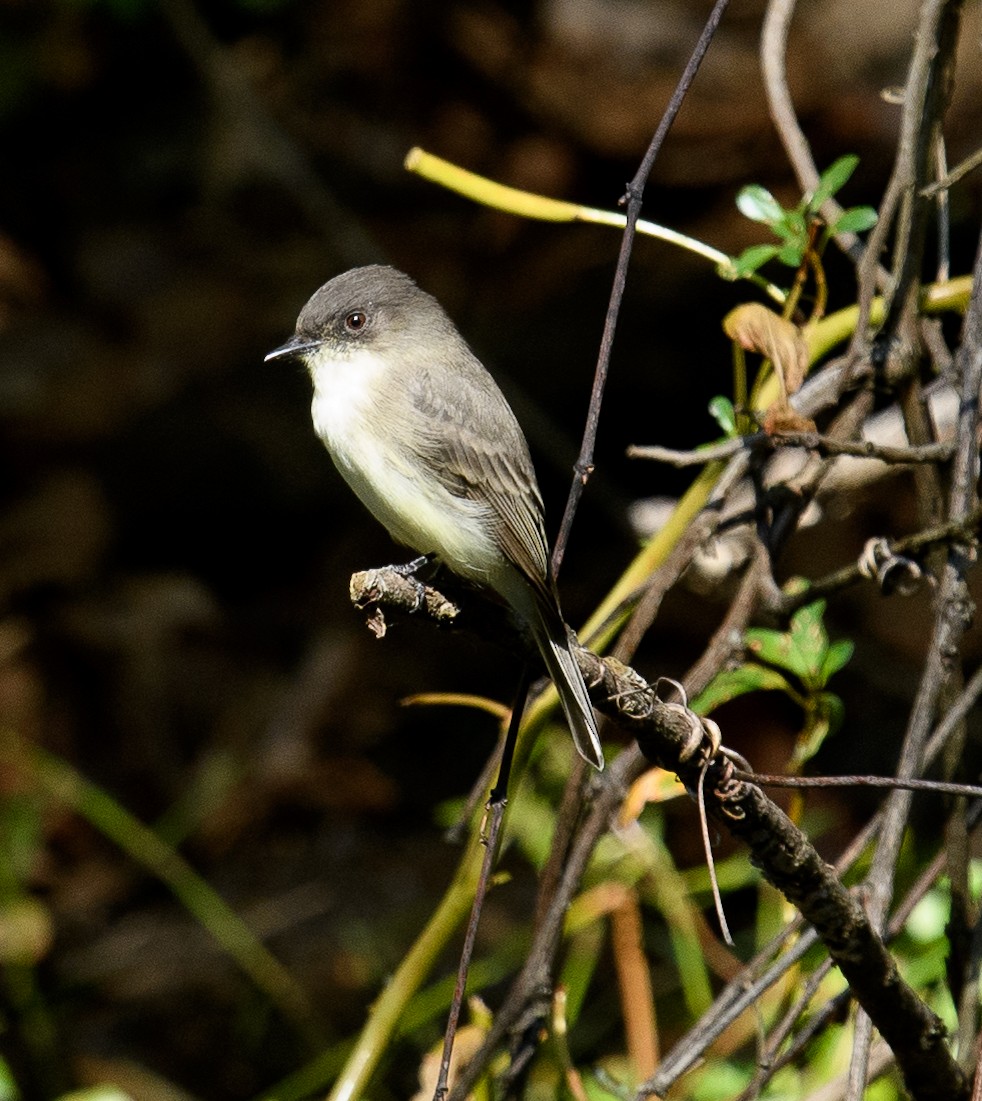 Eastern Phoebe - ML624844062