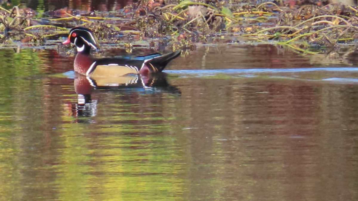 Wood Duck - ML624844086