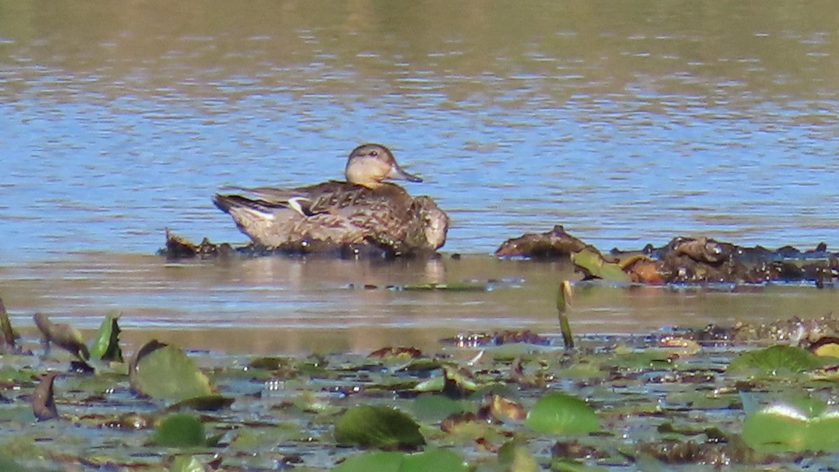 Green-winged Teal - ML624844094