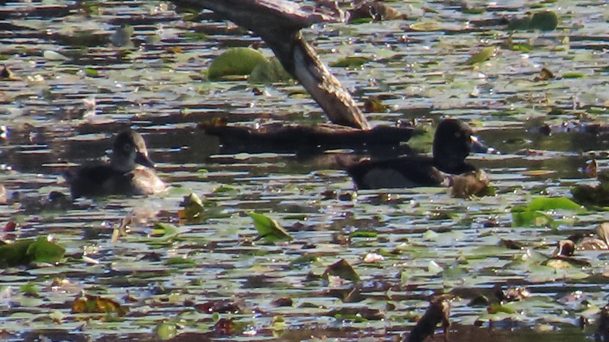 Ring-necked Duck - ML624844102