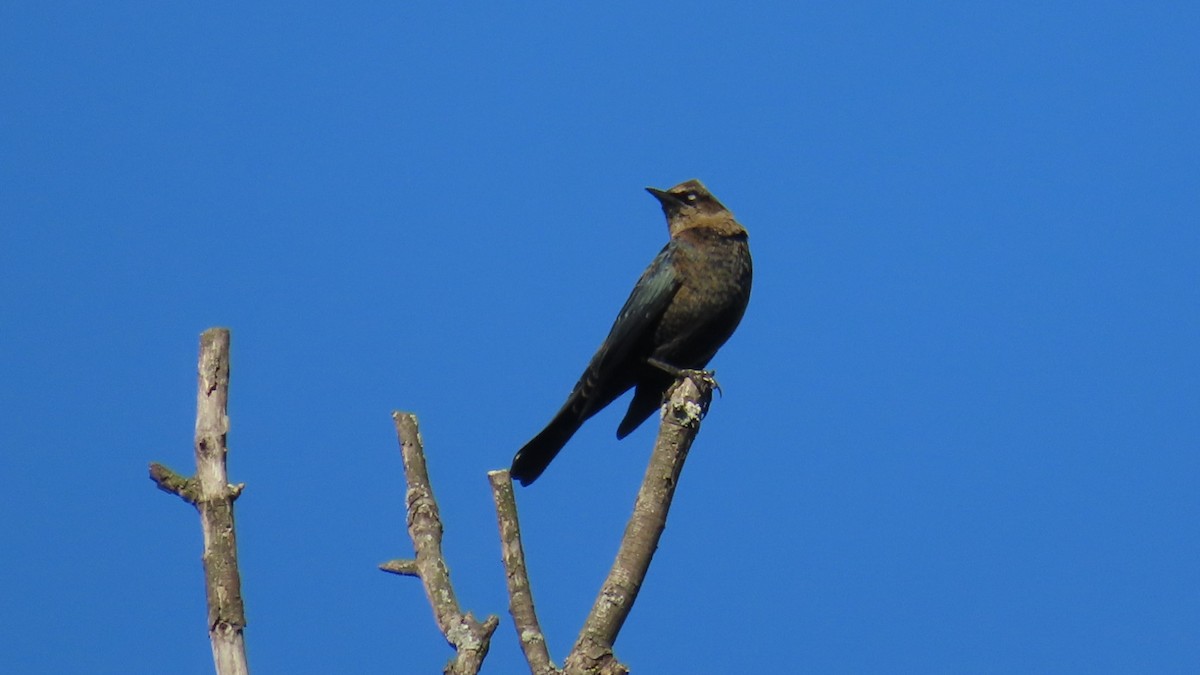 Rusty Blackbird - ML624844132