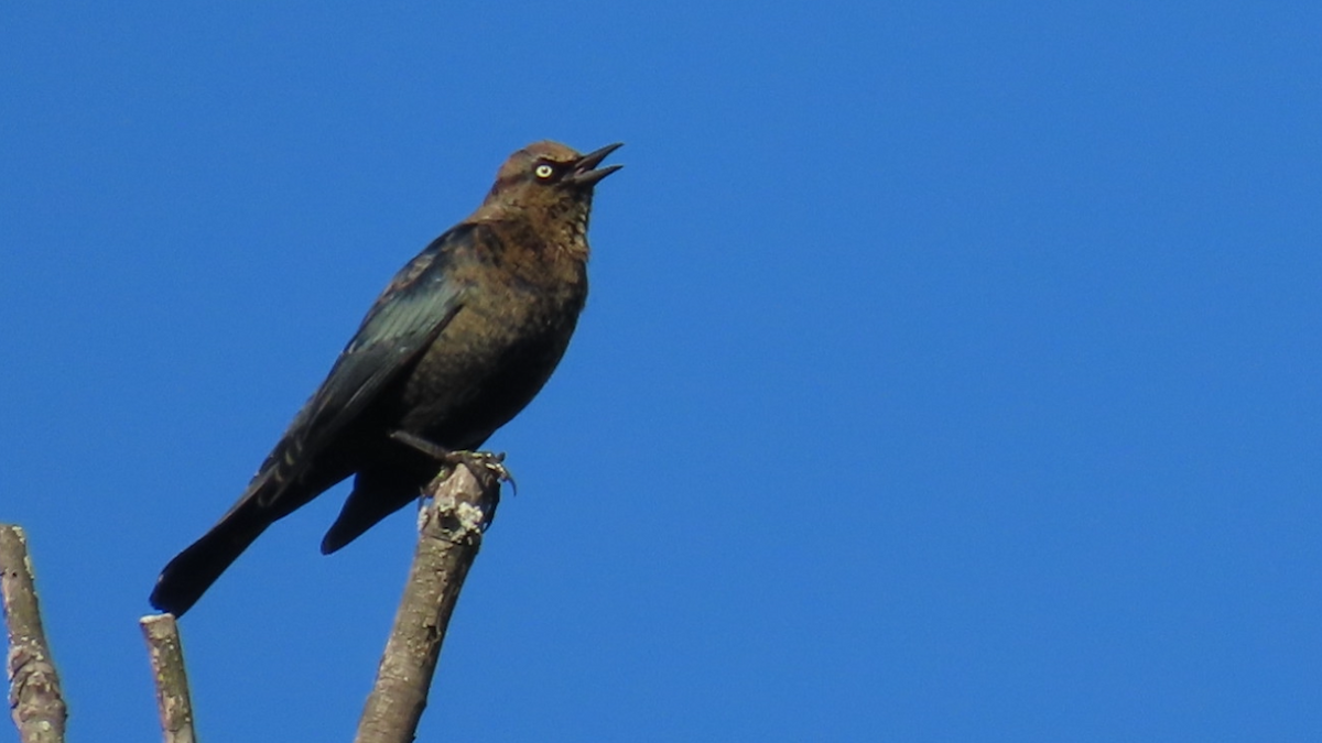 Rusty Blackbird - ML624844133