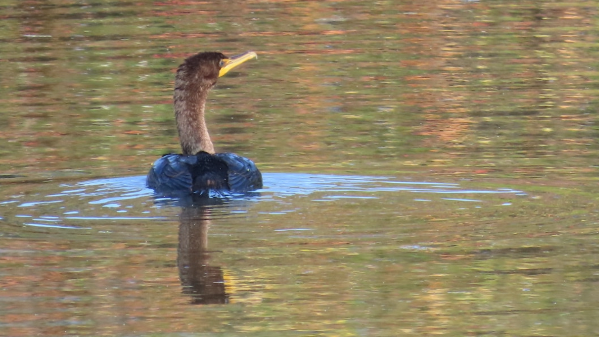 Double-crested Cormorant - aerin tedesco