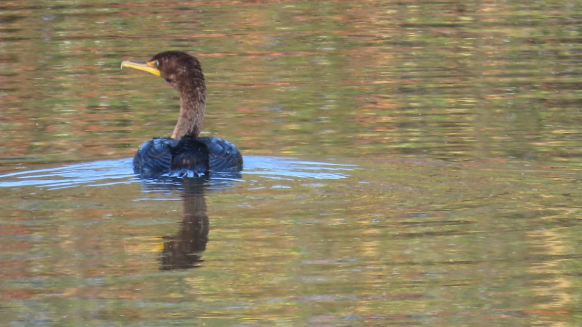 Double-crested Cormorant - ML624844167