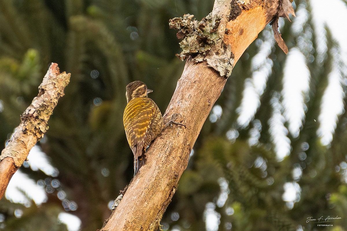 White-spotted Woodpecker - ML624844284