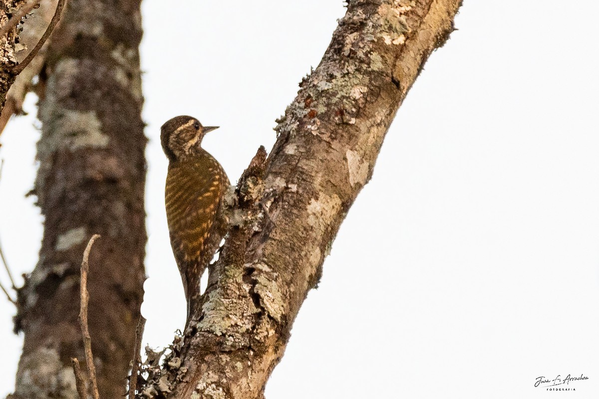 White-spotted Woodpecker - ML624844285