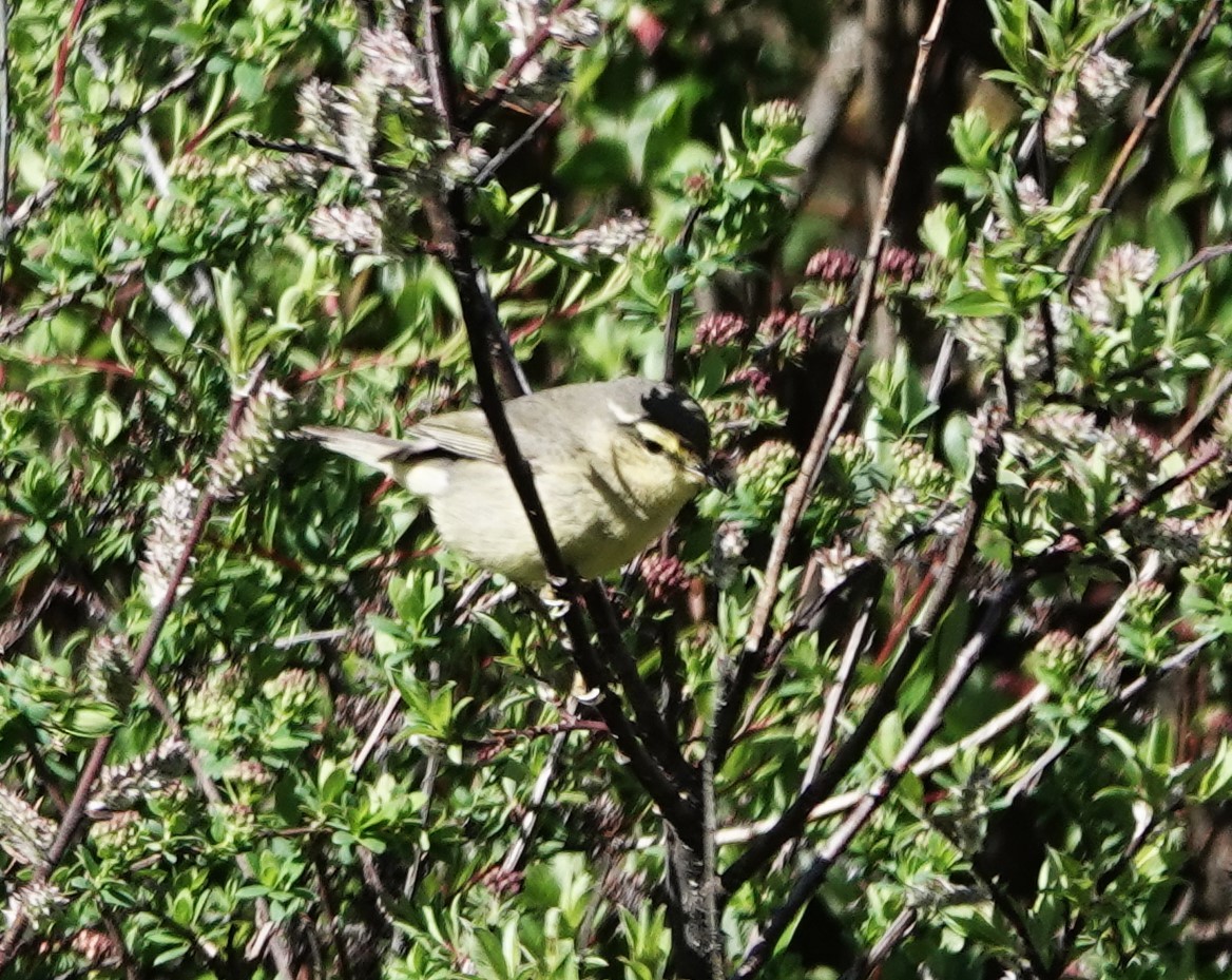 Tickell's Leaf Warbler - Andrew Malley