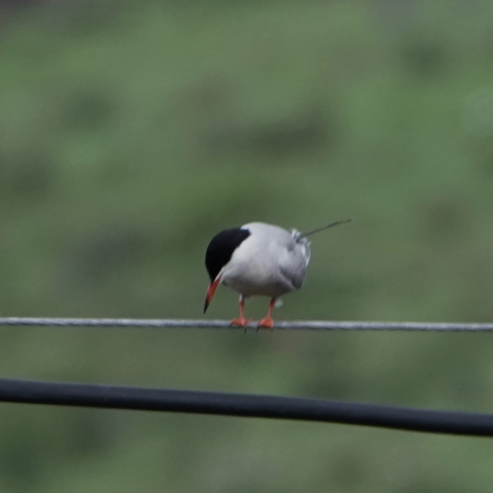 Common Tern (hirundo/tibetana) - ML624844676