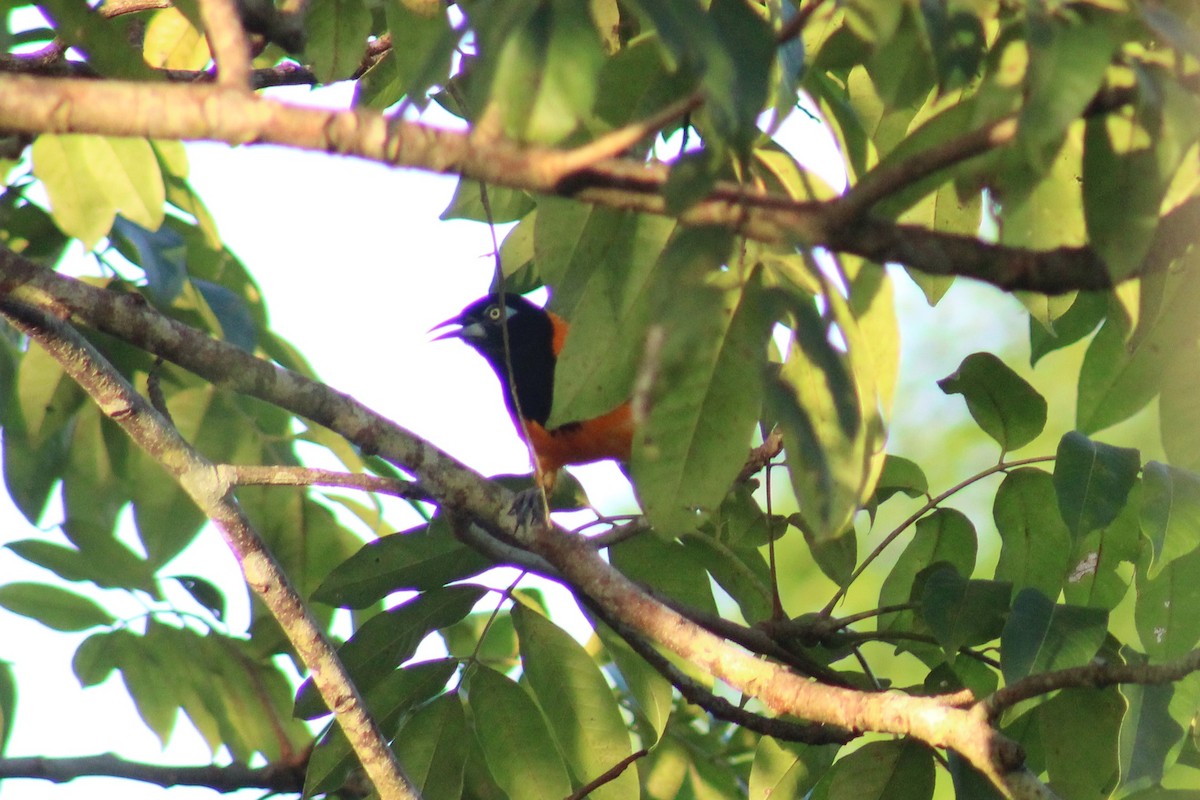 Venezuelan Troupial - Damaris Cardona Aponte