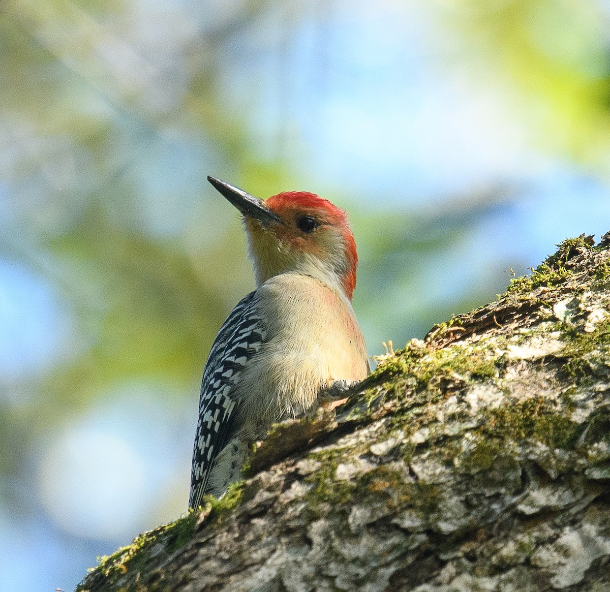 Red-bellied Woodpecker - ML624844754
