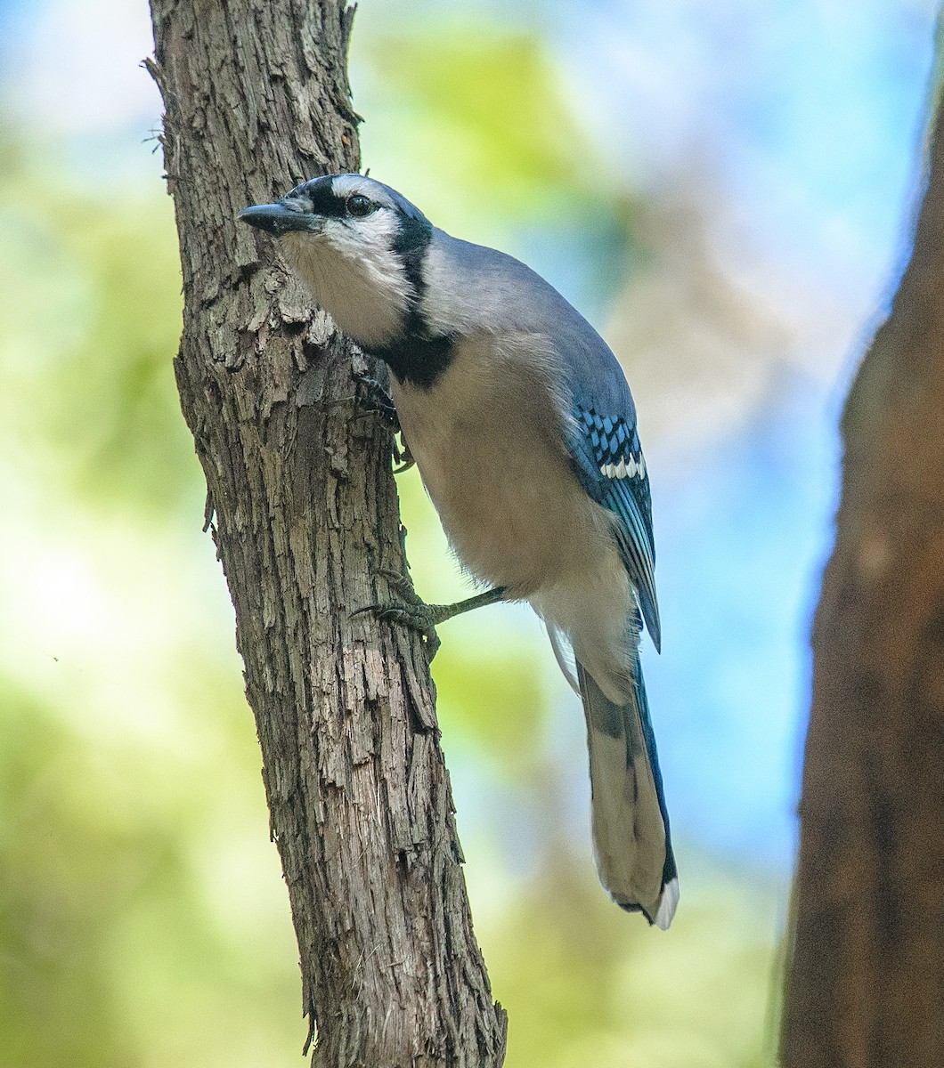 Blue Jay - ML624844769