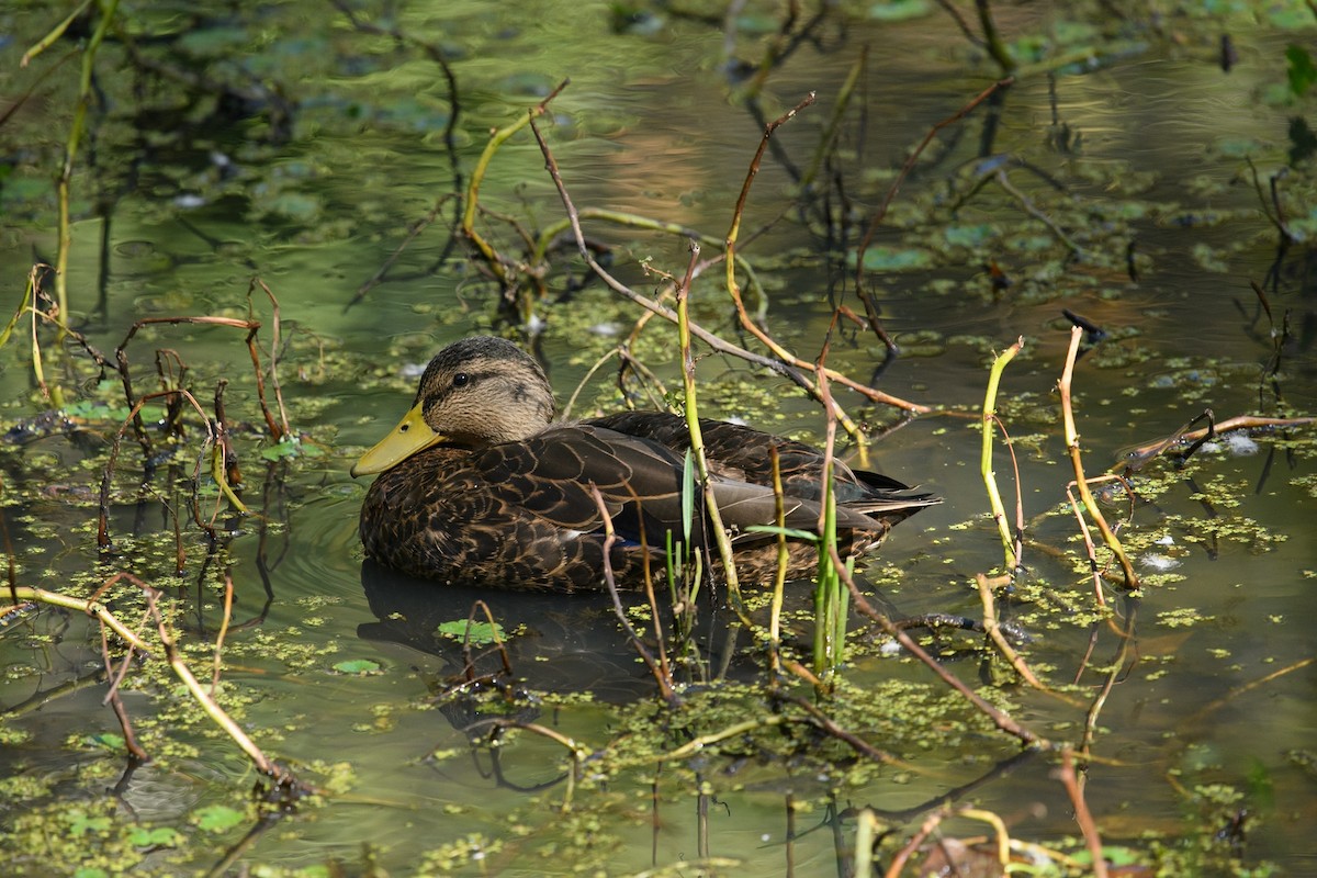 American Black Duck - ML624844812