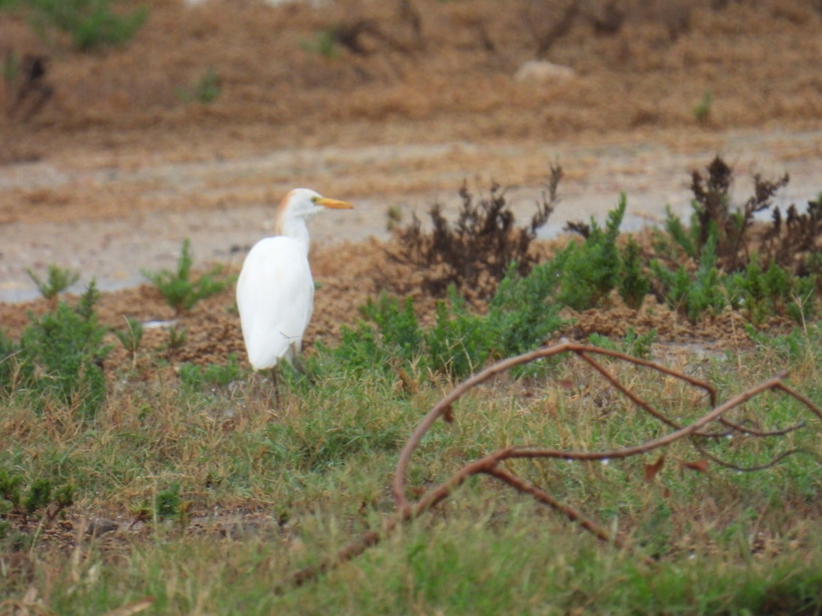 Western Cattle-Egret - ML624844864