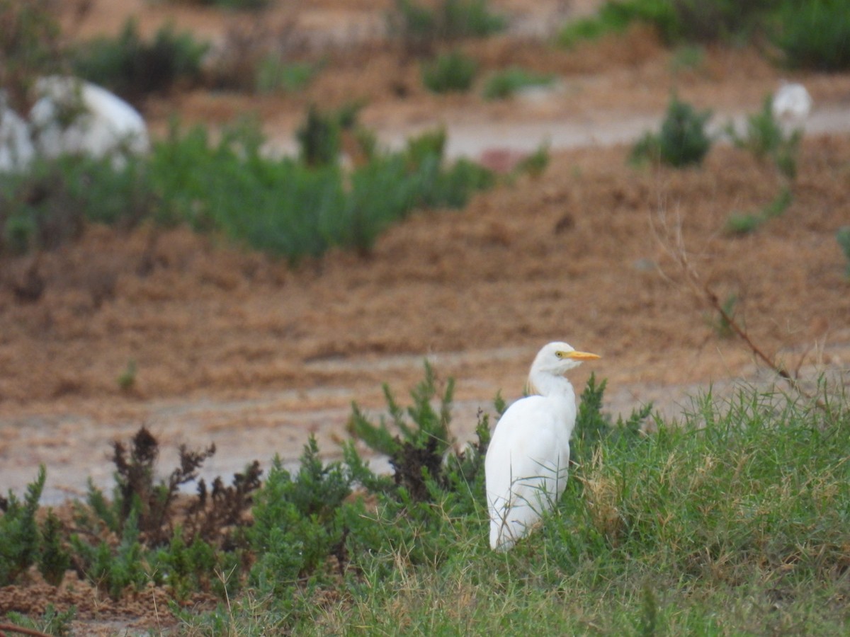 Western Cattle-Egret - ML624844870