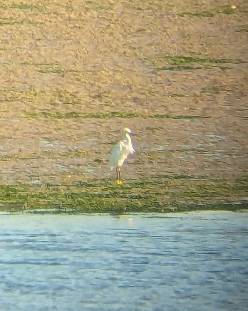 Snowy Egret - ML624845410