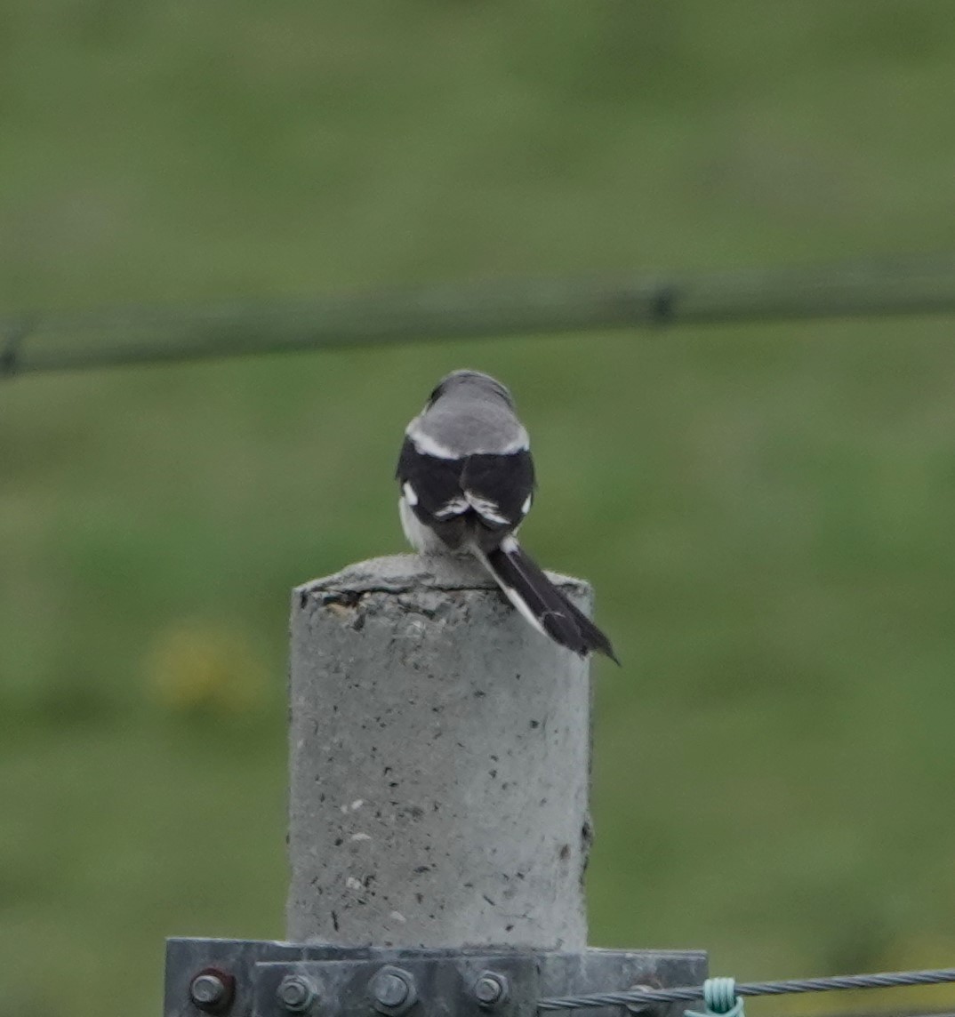 Giant Shrike - ML624845525