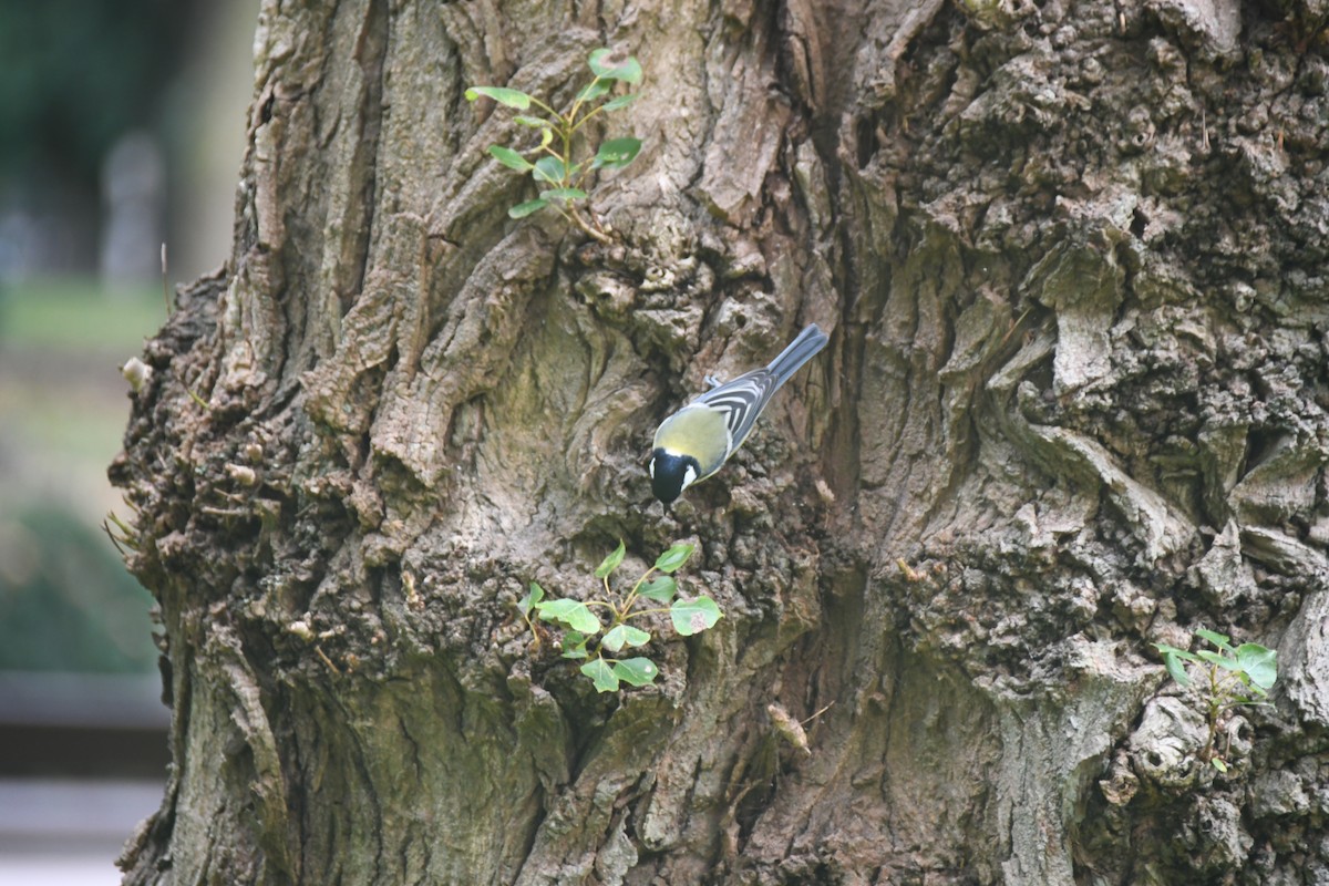 Great Tit - ML624845532
