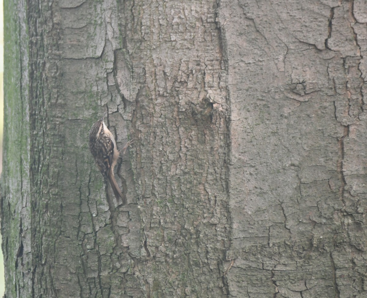 Short-toed Treecreeper - ML624845550