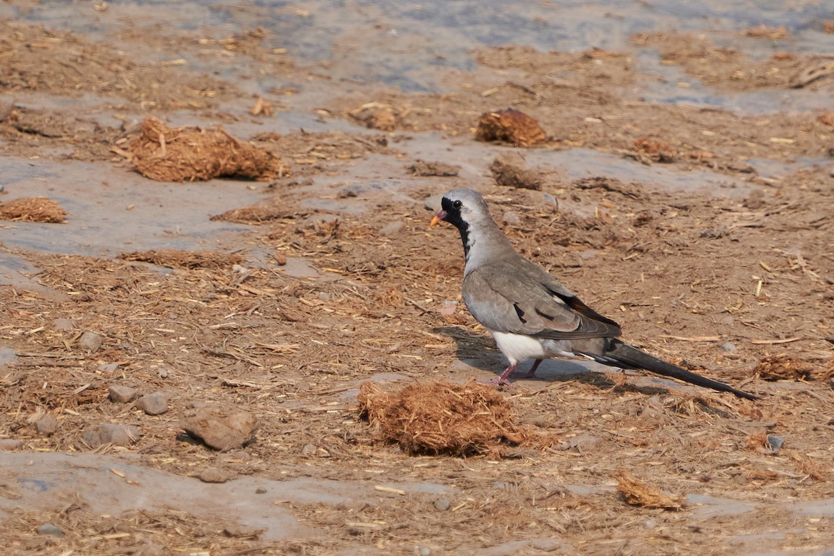 Namaqua Dove - ML624845581