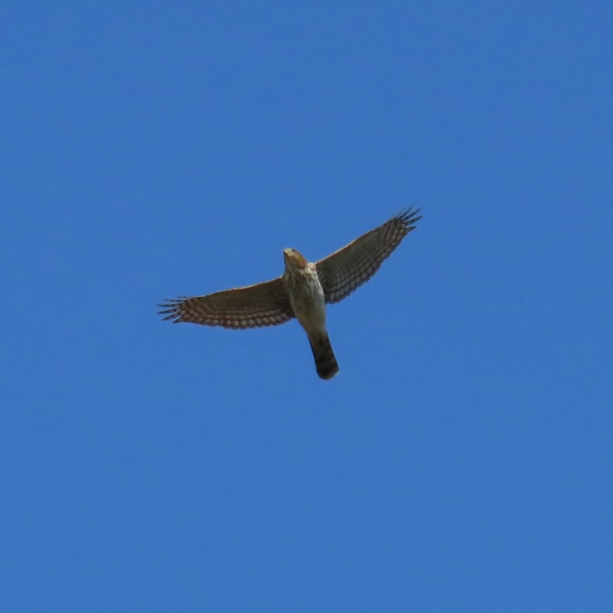 Cooper's Hawk - ML624845591