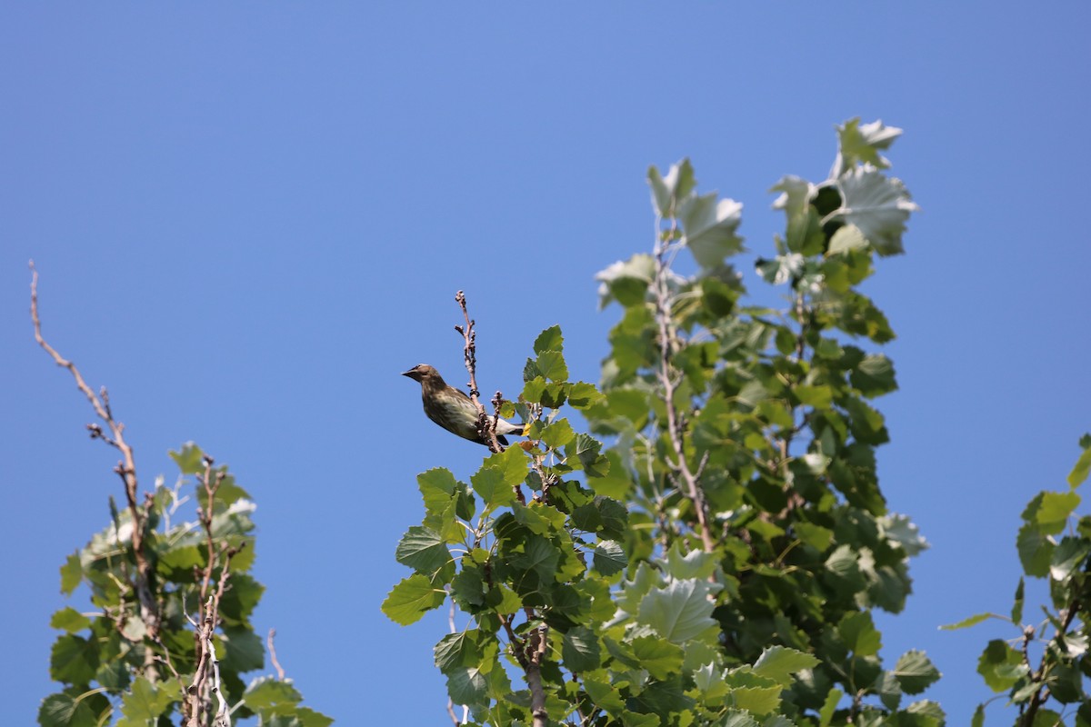 Cedar Waxwing - ML624845644