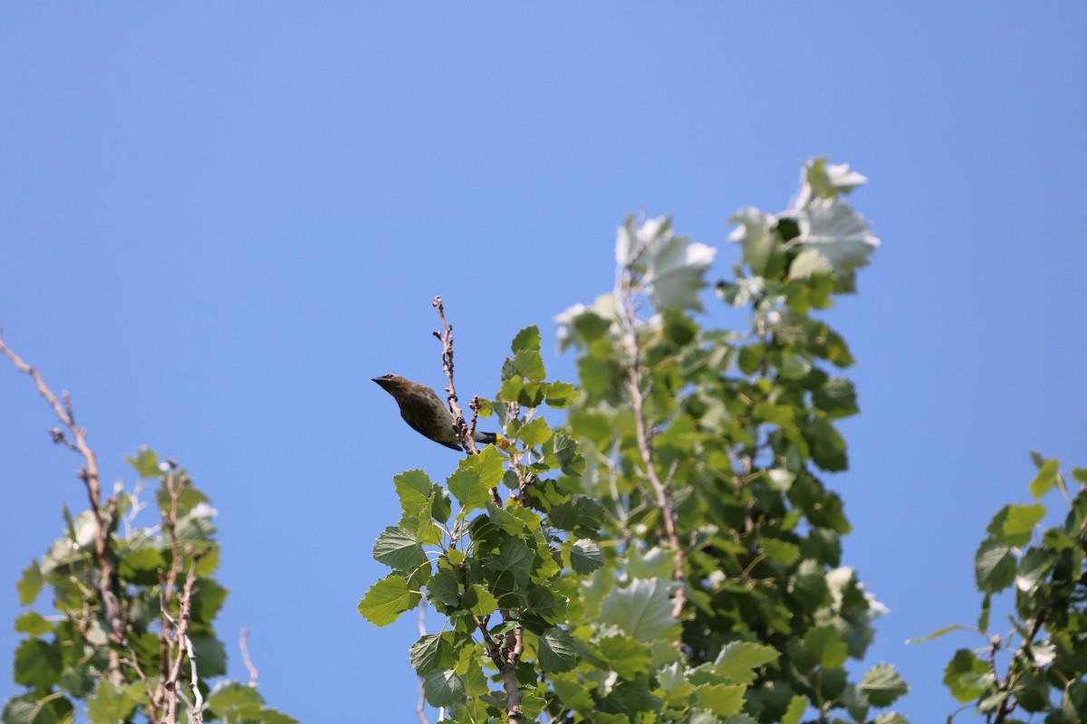 Cedar Waxwing - ML624845653