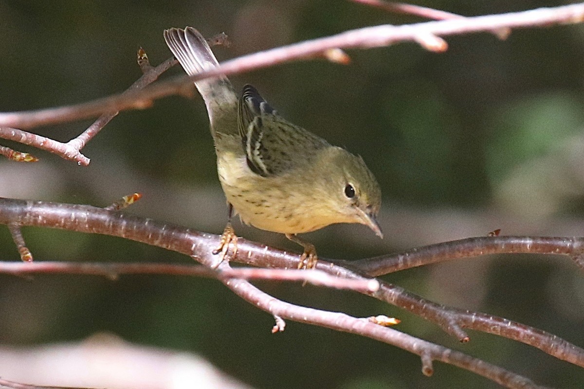 Blackpoll Warbler - ML624845882