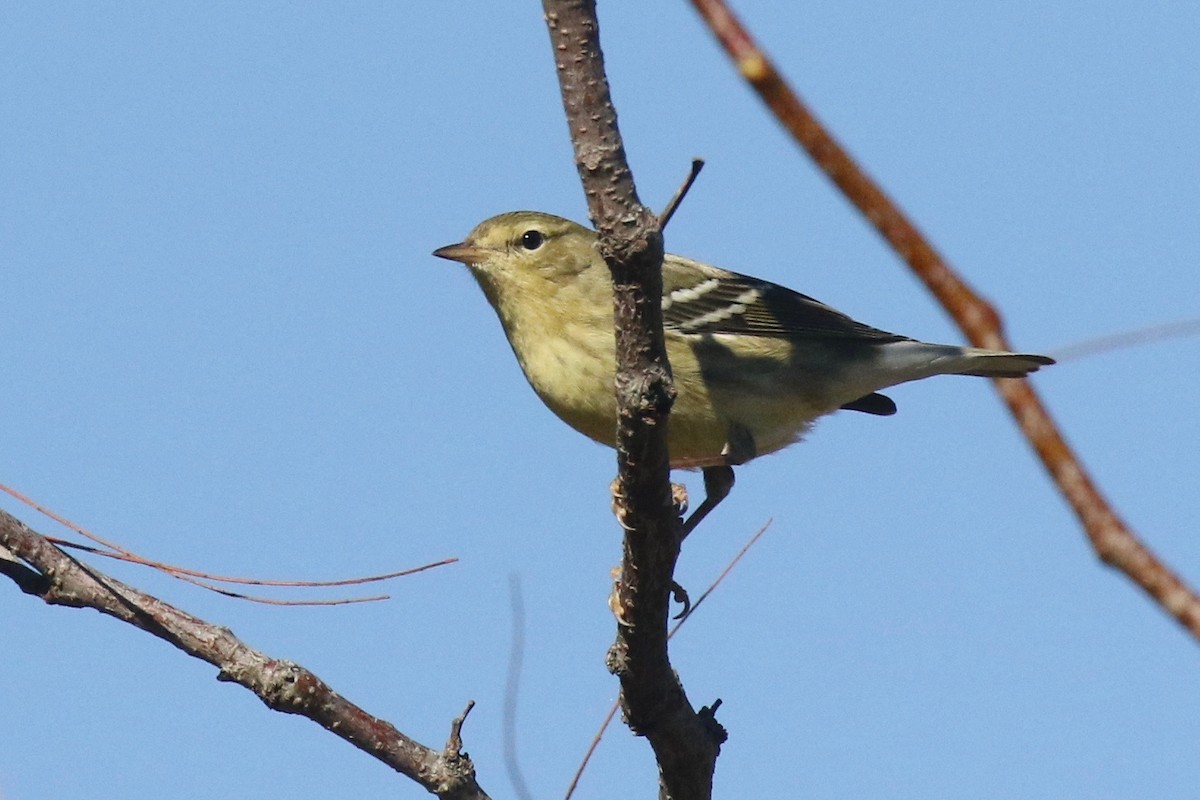Blackpoll Warbler - ML624845920