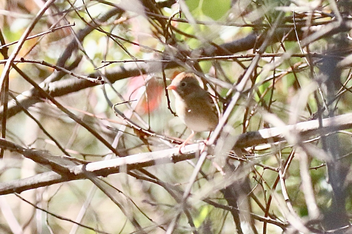 Field Sparrow - ML624845971