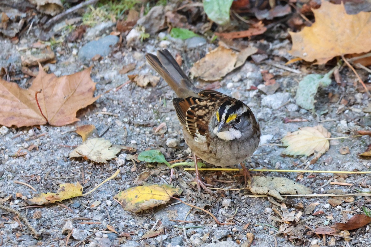 White-throated Sparrow - ML624846128