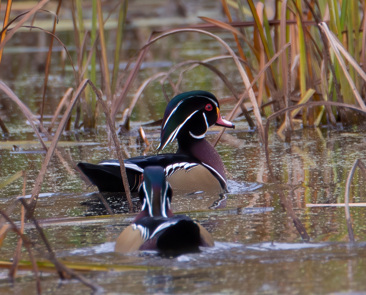 Wood Duck - ML624846136