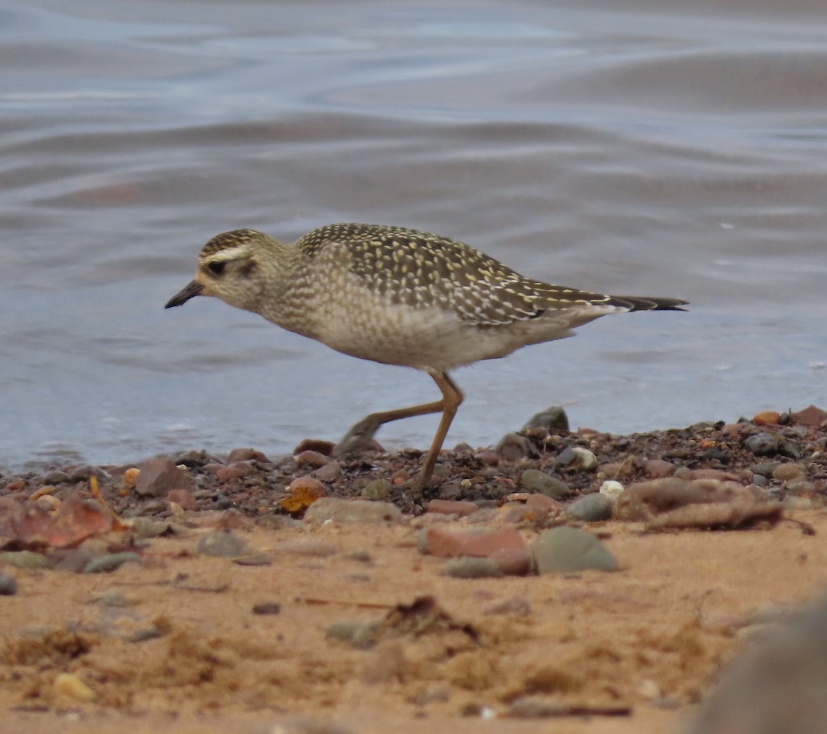 American Golden-Plover - ML624846178