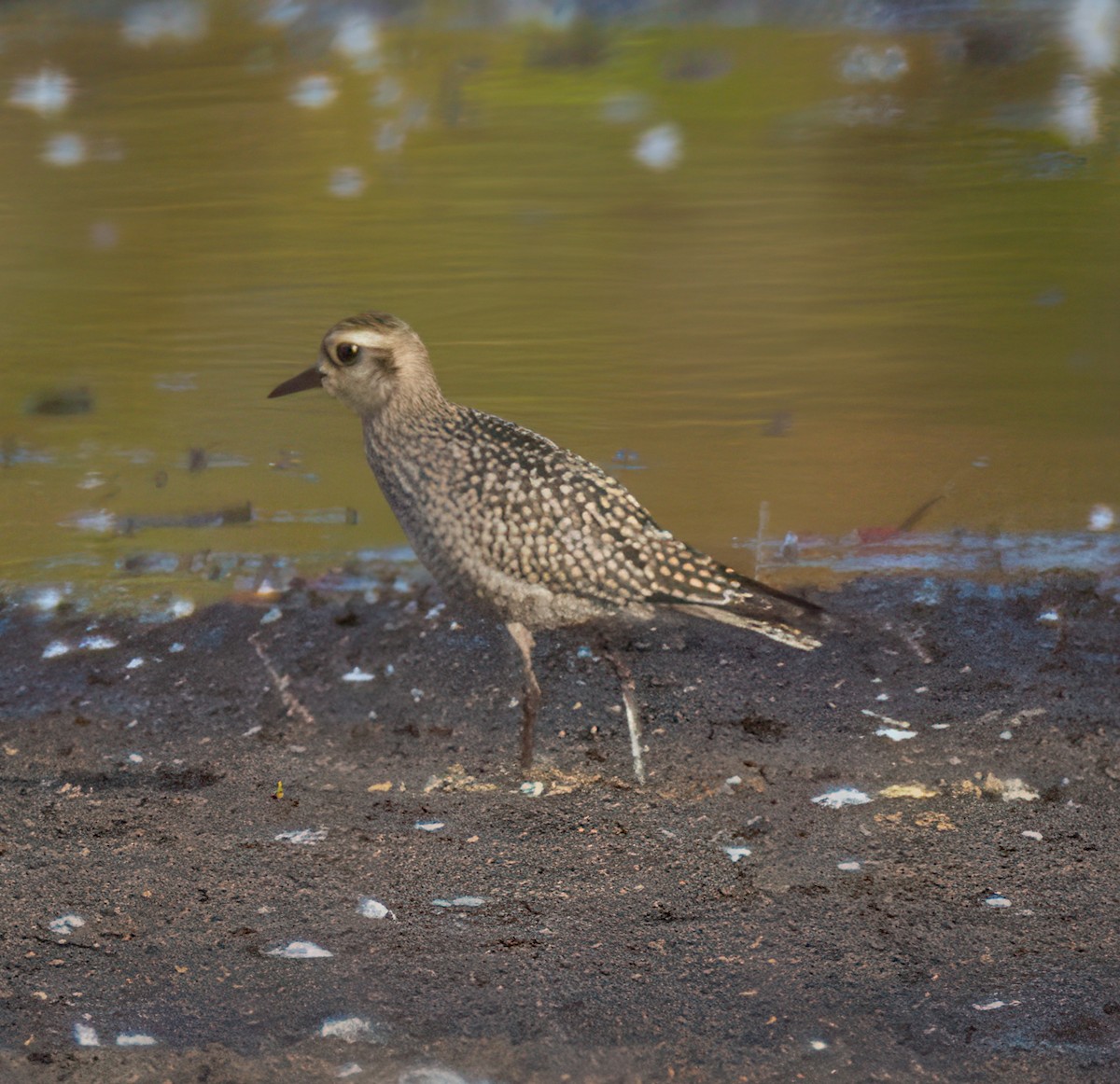 Chorlito Dorado Americano - ML624846215