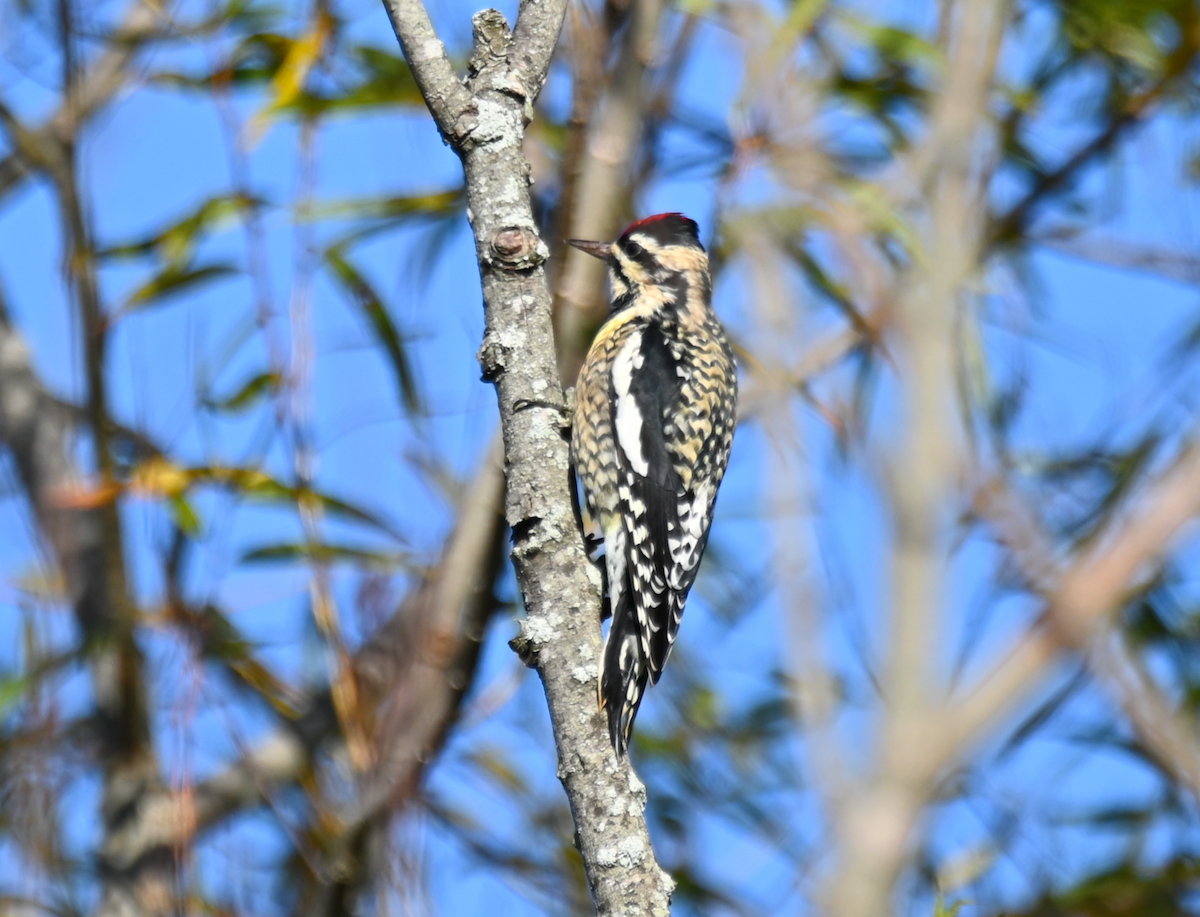 Yellow-bellied Sapsucker - ML624846247