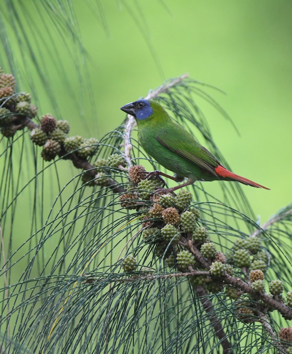 Blue-faced Parrotfinch - ML624846266