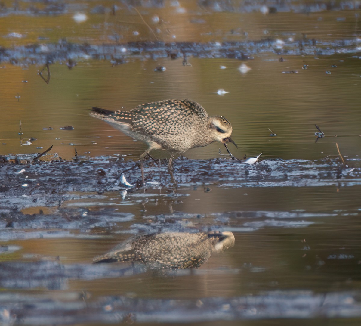 American Golden-Plover - ML624846267