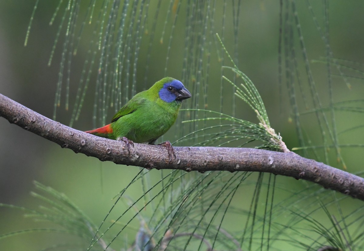 Blue-faced Parrotfinch - ML624846358