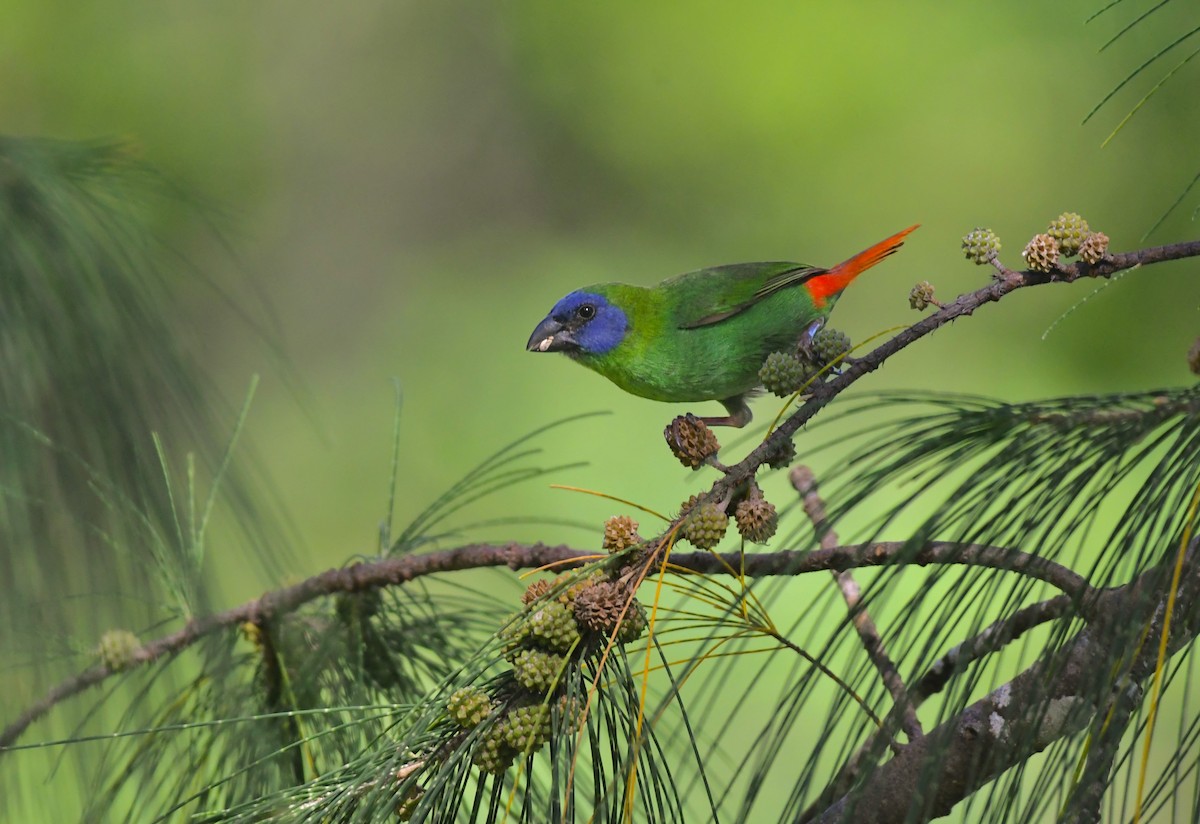 Blue-faced Parrotfinch - ML624846359