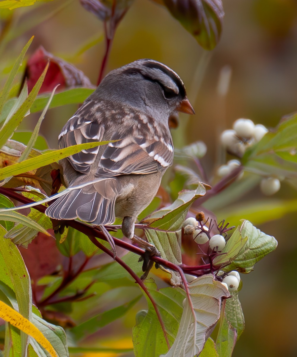 White-crowned Sparrow - ML624846482