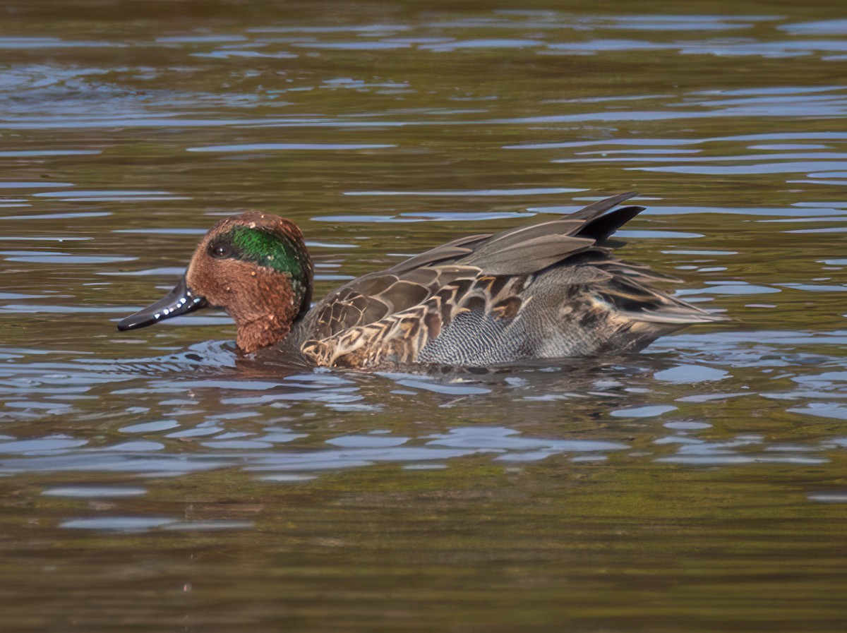 Green-winged Teal - ML624846565