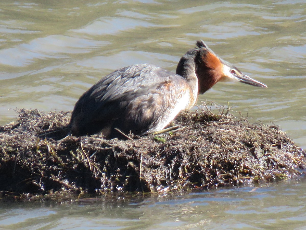 Great Crested Grebe - ML624846599