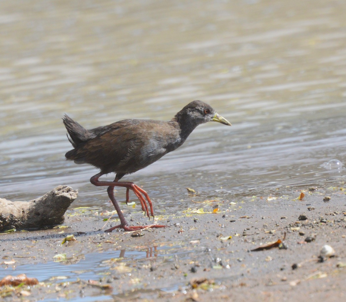 Black Crake - ML624846609