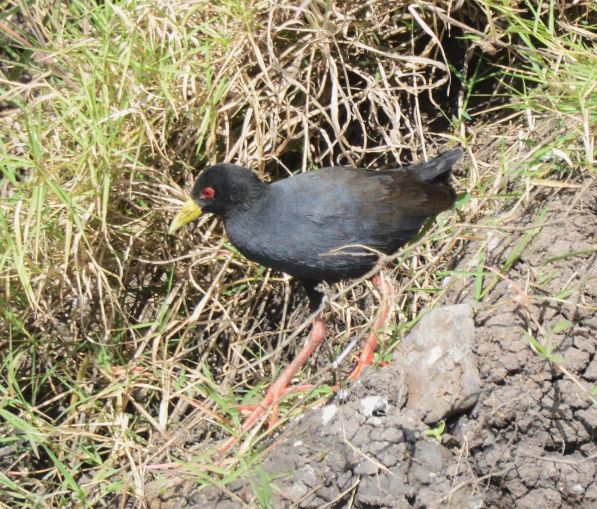 Black Crake - ML624846610