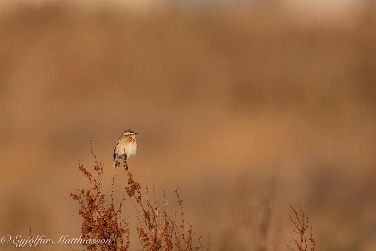 Whinchat - ML624846611