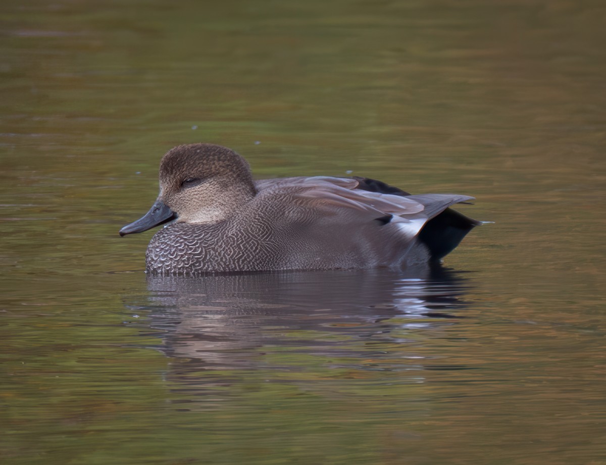 Gadwall - ML624846632