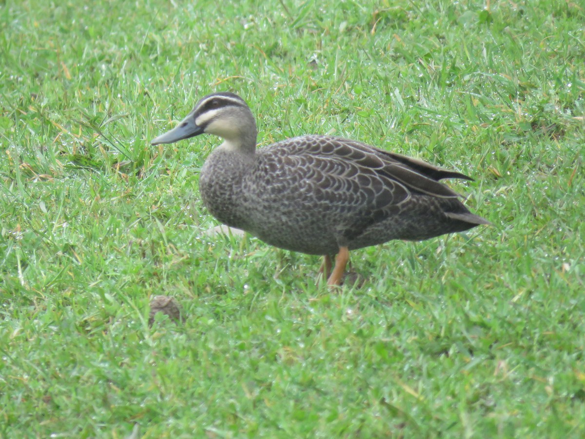 Pacific Black Duck x Mallard (hybrid) - ML624846690