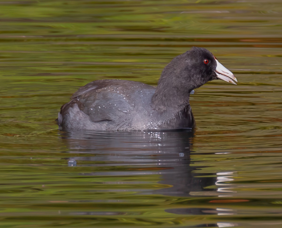 American Coot - ML624846715