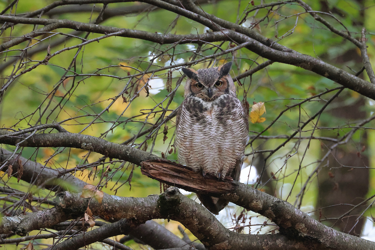 Great Horned Owl - ML624846722