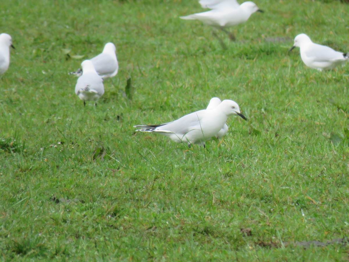 Black-billed Gull - ML624846735