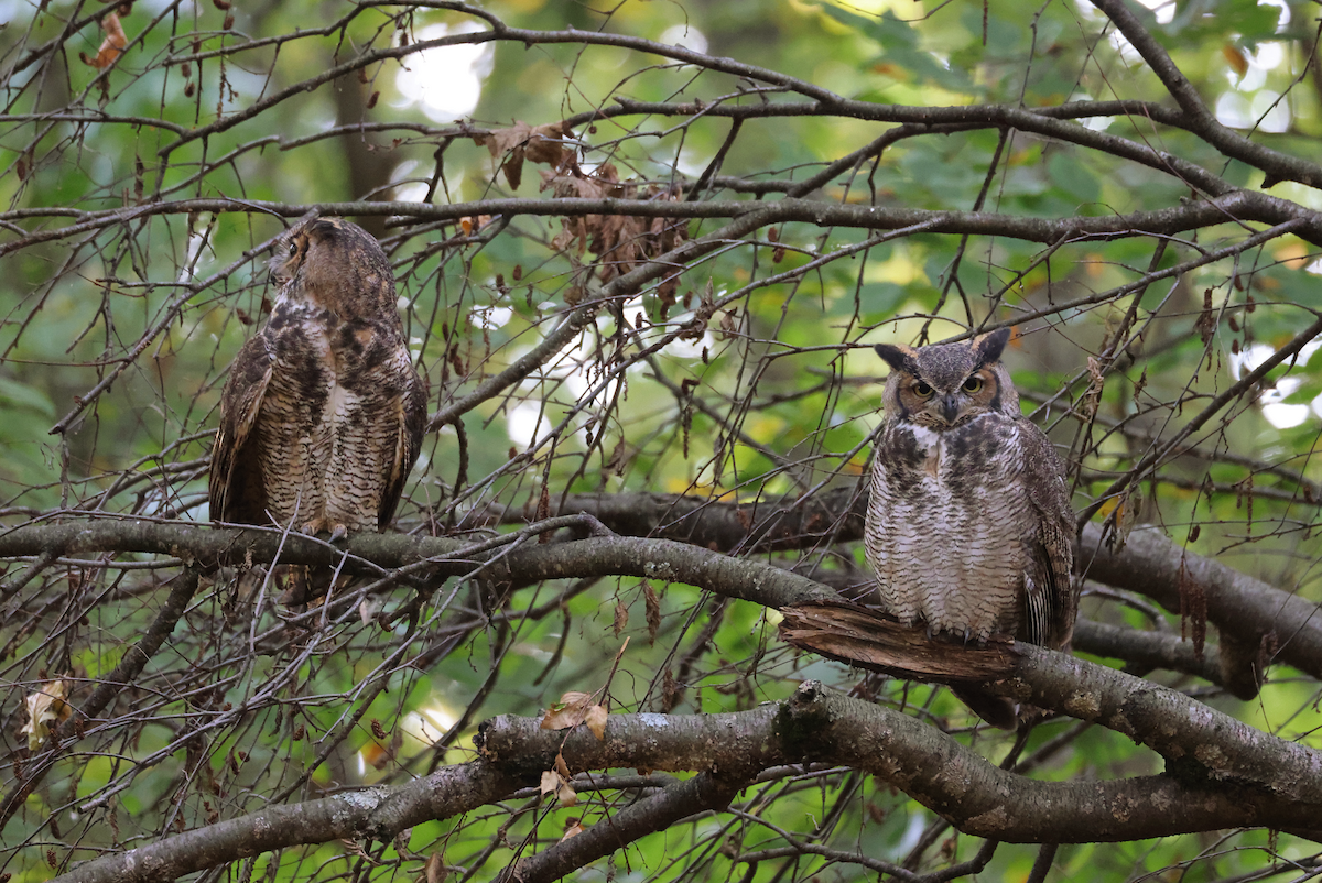 Great Horned Owl - ML624846775